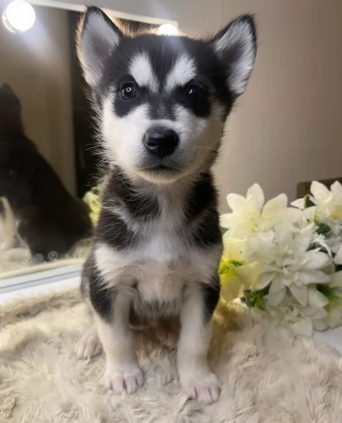 Cuccioli SIBERIAN HUSKY stupendi | Foto 0