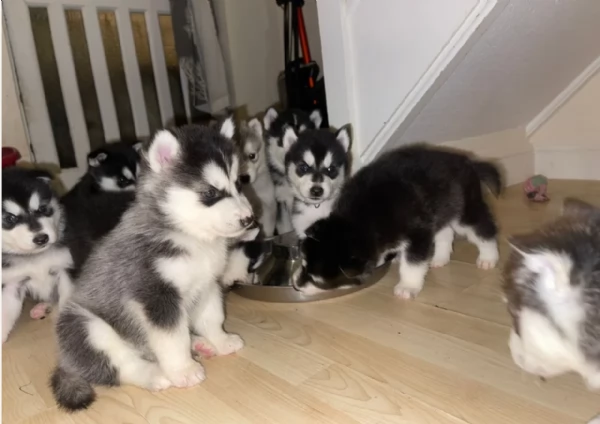 adottare Cuccioli SIBERIAN HUSKY stupendi