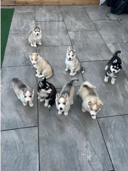 adottare Siberian husky