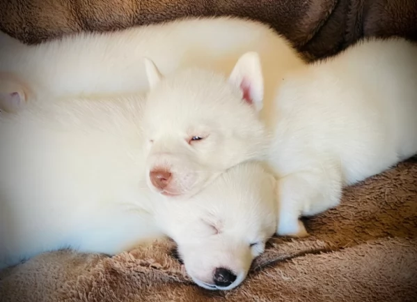 disponibili meravigliosi cuccioli di siberian husky | Foto 1