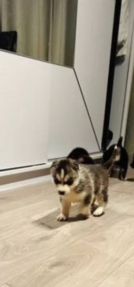 disponibili meravigliosi cuccioli di siberian husky