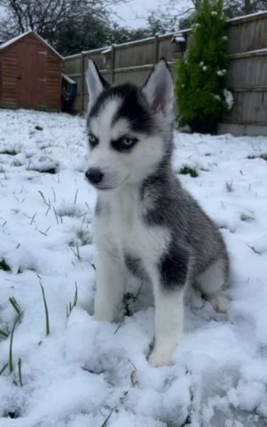 disponibili meravigliosi cuccioli di siberian husky | Foto 0