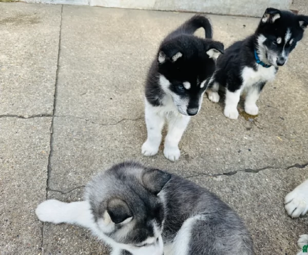 Dolcissimi cuccioli di siberian husky razza pura