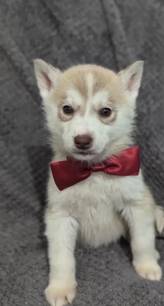 Dolcissimi cuccioli di siberian husky razza pura