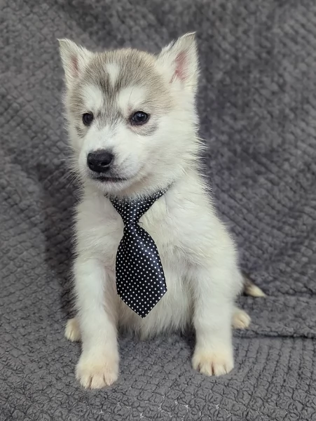 Dolcissimi cuccioli di siberian husky razza pura | Foto 3