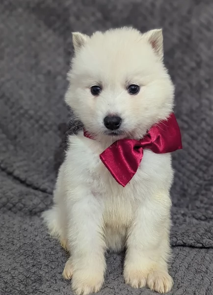 Dolcissimi cuccioli di siberian husky razza pura | Foto 1