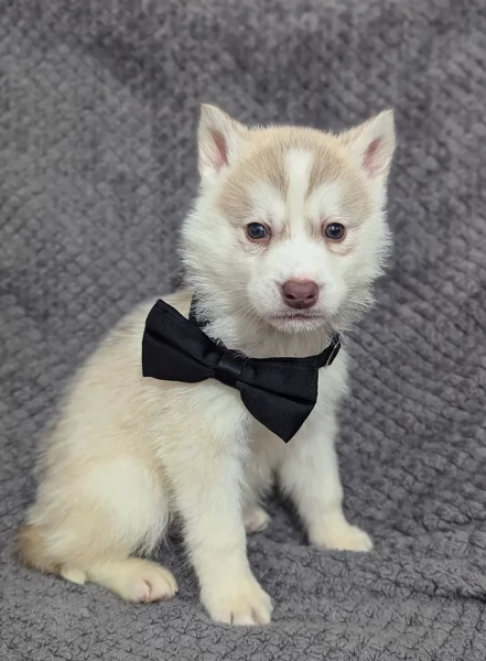 Dolcissimi cuccioli di siberian husky razza pura | Foto 0