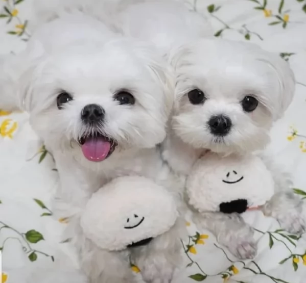 Bellissimi cuccioli maltesi disponibili subito per ladozione | Foto 1