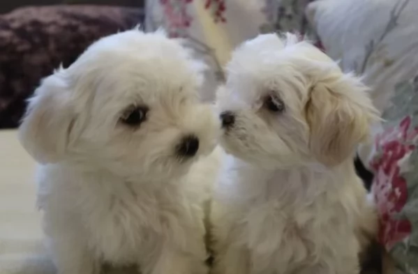 Bellissimi cuccioli maltesi disponibili subito per ladozione | Foto 0