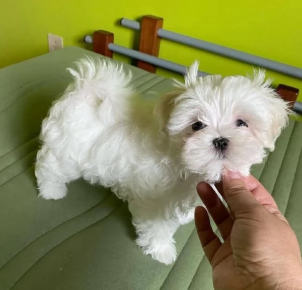 Bellissimi cuccioli maltesi disponibili subito per ladozione