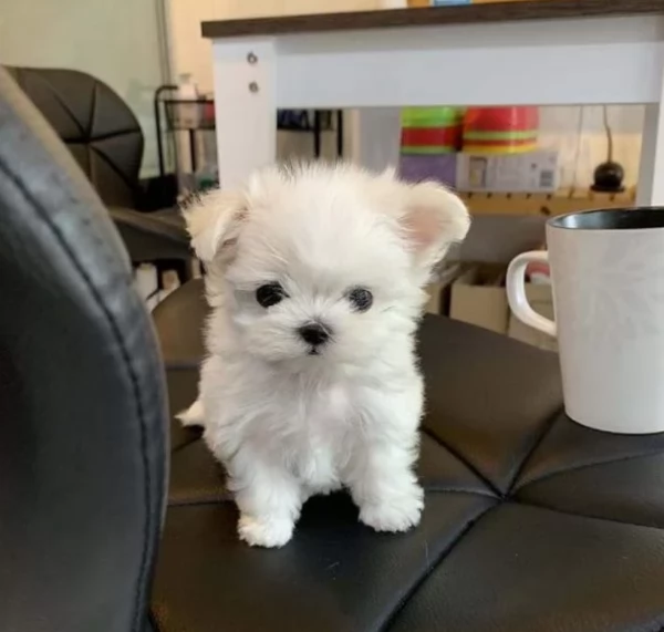 Bellissimi cuccioli maltesi disponibili subito per ladozione | Foto 3