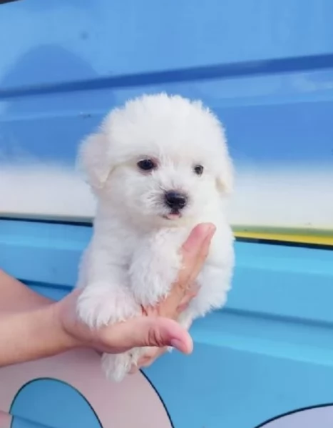 Bellissimi cuccioli maltesi disponibili subito per ladozione