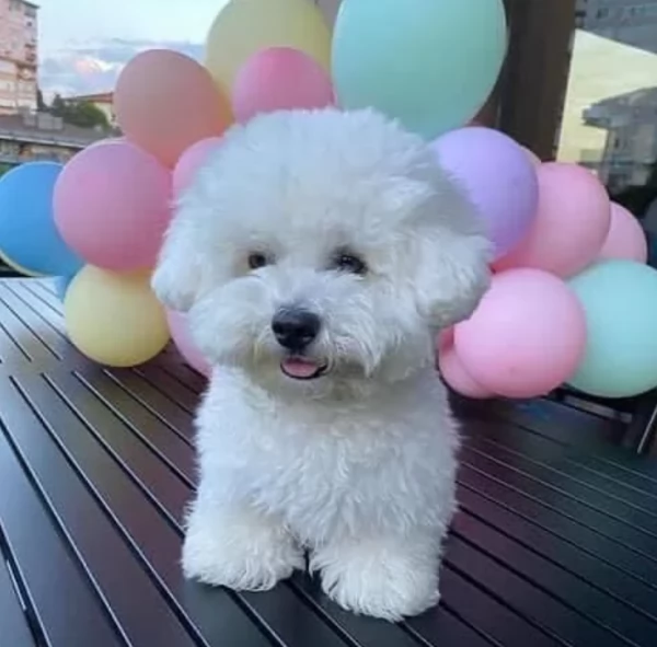 Bellissimi cuccioli maltesi disponibili subito per ladozione | Foto 1