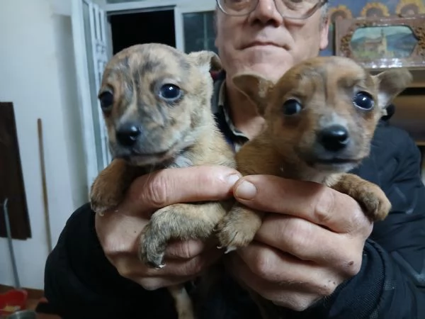 Vendo cuccioli di piccola taglia pincher piccoli a 200 euro