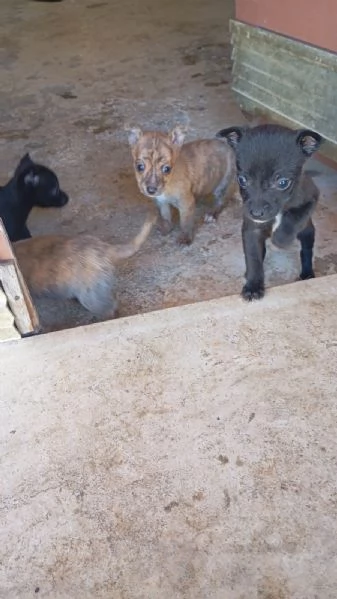 Vendo cuccioli di piccola taglia pincher piccoli a 200 euro | Foto 1