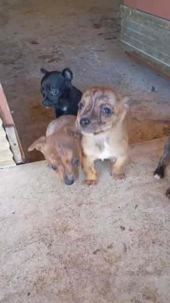 Vendo cuccioli di piccola taglia pincher piccoli a 200 euro | Foto 0