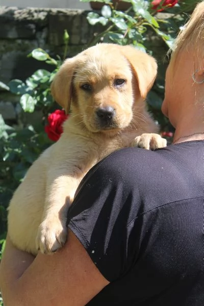 Labrador Retriever  | Foto 2