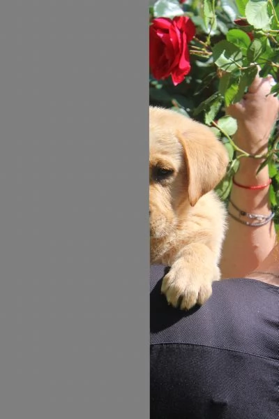 Labrador Retriever  | Foto 1