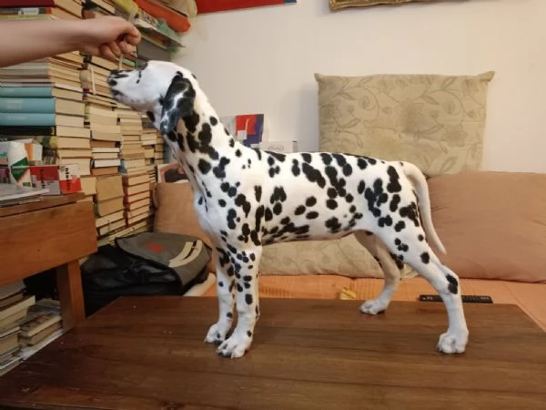 Cuccioli Dalmatini