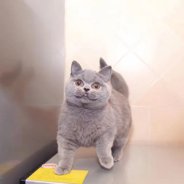 BELLISSIMI Gatti British shorthair | Foto 0