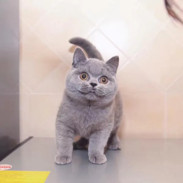 BELLISSIMI Gatti British shorthair
