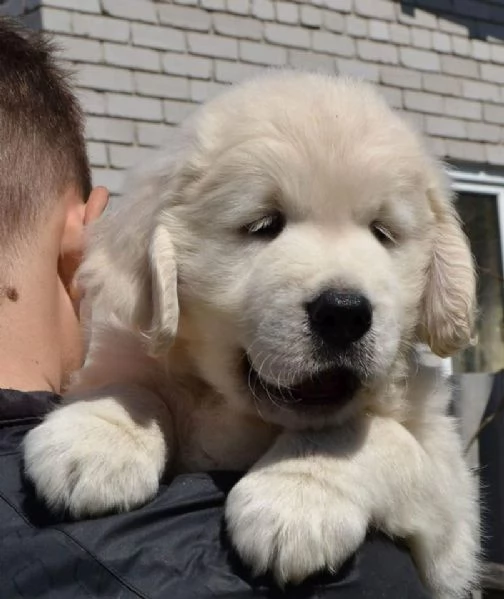 Golden Retriever cuccioli