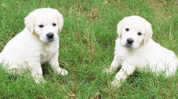 Cuccioli di Golden Retriever  | Foto 0