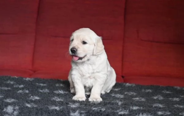 Cuccioli di Golden Retriever 