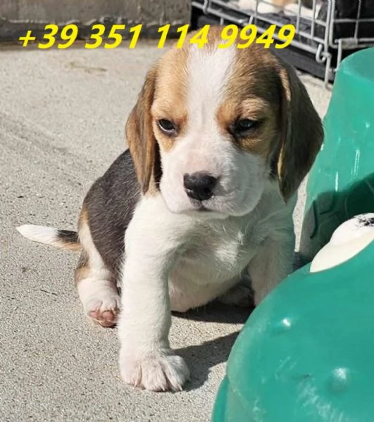 regala cuccioli di beagle maschi e femmine | Foto 2