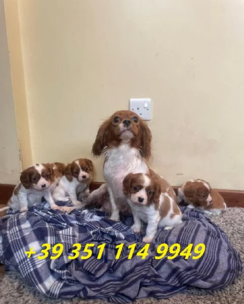 regalo cuccioli di Cavalier King maschi e femmine | Foto 1