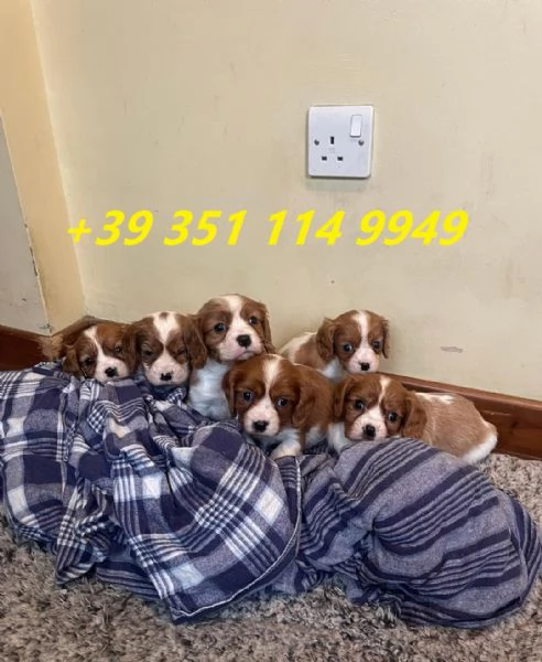 regalo cuccioli di Cavalier King maschi e femmine | Foto 0