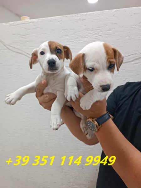 regala cuccioli di Jack Russel maschi e femmine | Foto 3