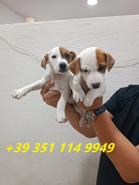 regala cuccioli di Jack Russel maschi e femmine