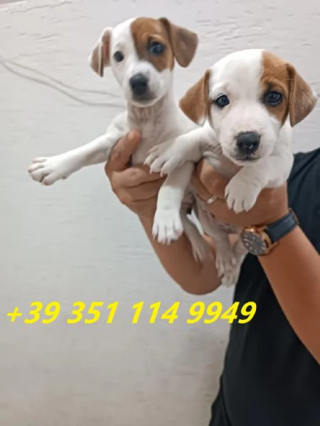 regala cuccioli di Jack Russel maschi e femmine | Foto 1