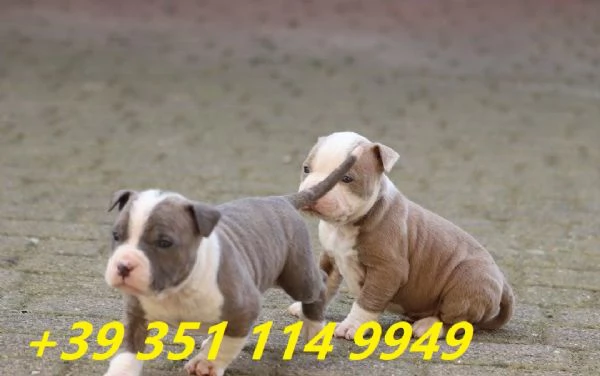 regalo cuccioli di pitbull maschi e femmine