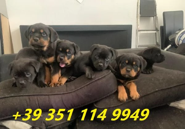 regalo cuccioli di Rottweiler maschi e femmine