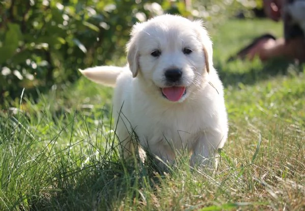 Golden Retriever cuccioli | Foto 0