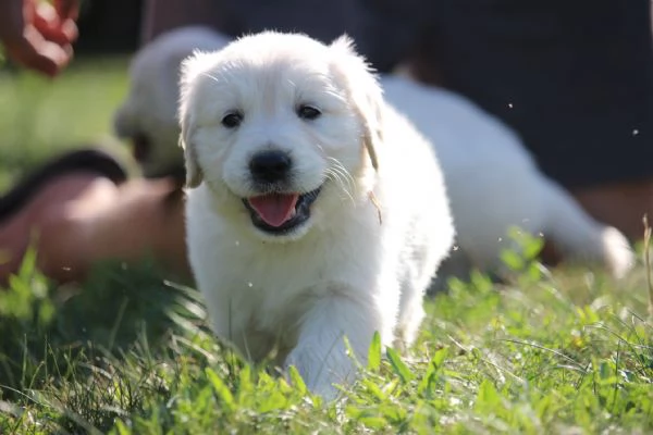 Golden Retriever cuccioli