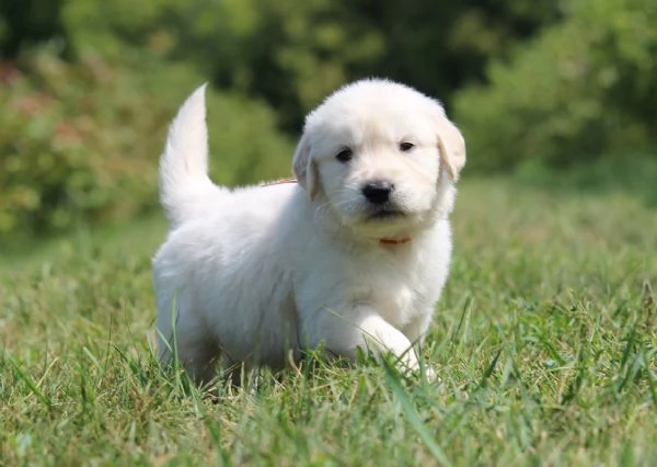 Cuccioli di golden retriever Bianchi