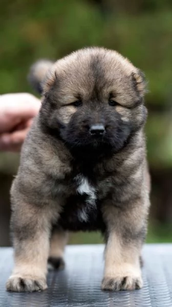 Cane Pastore del Caucaso  bellissimi cuccioli | Foto 6