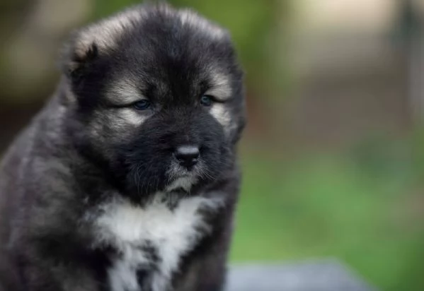 Cane Pastore del Caucaso  bellissimi cuccioli | Foto 4