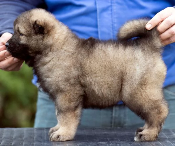 Cane Pastore del Caucaso  bellissimi cuccioli | Foto 3