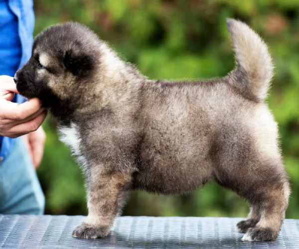 Cane Pastore del Caucaso  bellissimi cuccioli | Foto 2