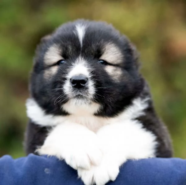 Cane Pastore del Caucaso  bellissimi cuccioli | Foto 1