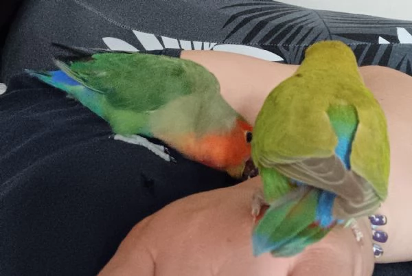 Inseparabili allevati a mano | Foto 1