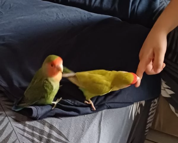 Inseparabili allevati a mano | Foto 0