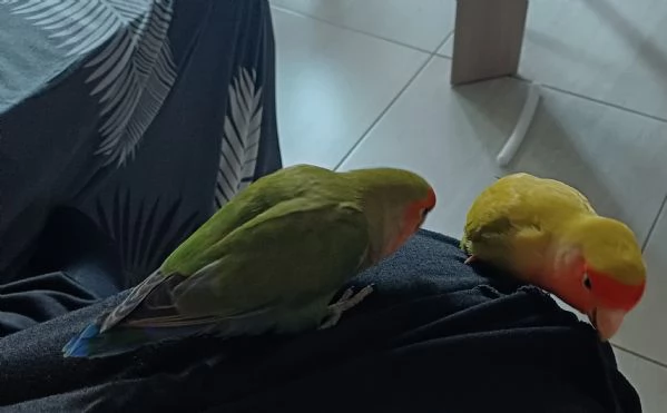 Inseparabili allevati a mano