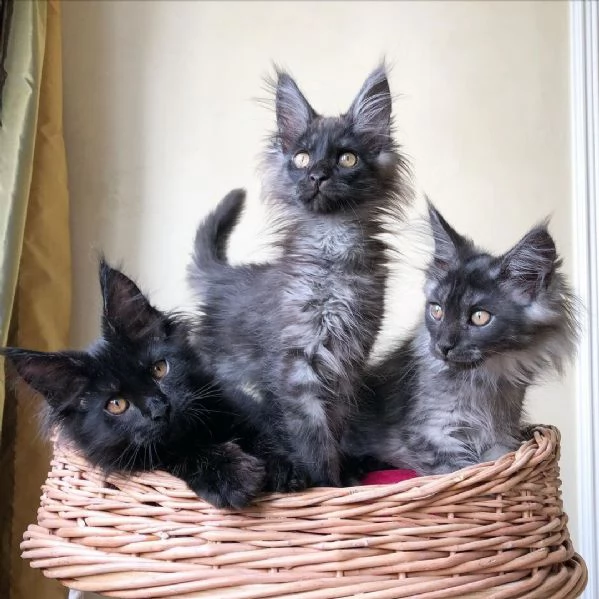 Cuccioli maine coon