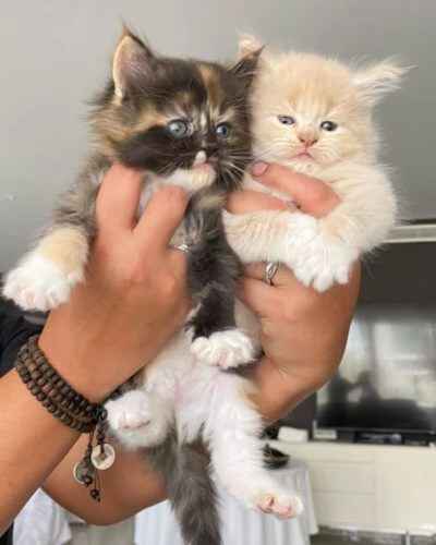 Maine coon rossi maschi e femmine
