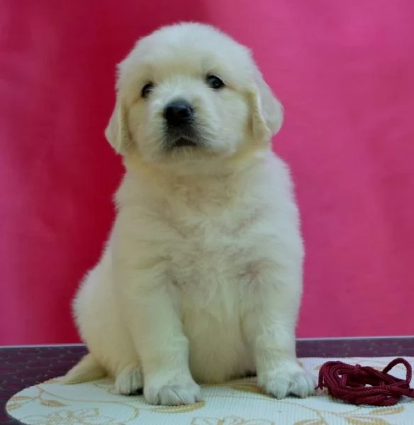 Cuccioli maschi di Golden Retriever